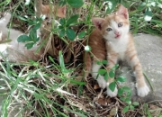 开云sport-绿茵与硬木，高位逼抢与全场紧逼的压迫艺术