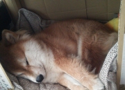 开云体育入口-米切尔时刻，当爵士突围与欧冠接管成为同一种传奇