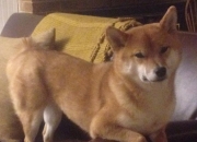 开云体育在线-暴雨夜，范弗利特把三分里程碑刻进珠江记忆