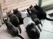 开云体育在线-草原狼群战术碰撞首钢城，霍勒迪的孤星时刻