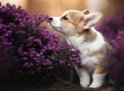 开云体育APP下载-鏖战突尼斯！加克波主宰全局，获评最佳球员毫无悬念