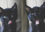 开云官网-极速攻防，当F1弯道哲学一波带走CBA冠军壁垒