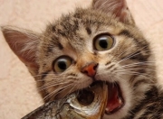 开云体育登录-引擎与炮台，当杰伦·格林的单点爆破，遭遇掘金的立体火力覆盖