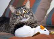 开云-沪上弦音，休城惊雷—朱·霍勒迪的节奏赋格曲