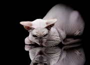 开云体育官网-冰与火的洗礼，挪威如何用窒息防守在抢七之夜将智利烈焰封入历史