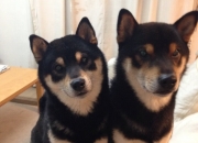 开云体育中国-篮球热土上的足球闪电，当NBA季后赛遇见比利时打穿塞维利亚