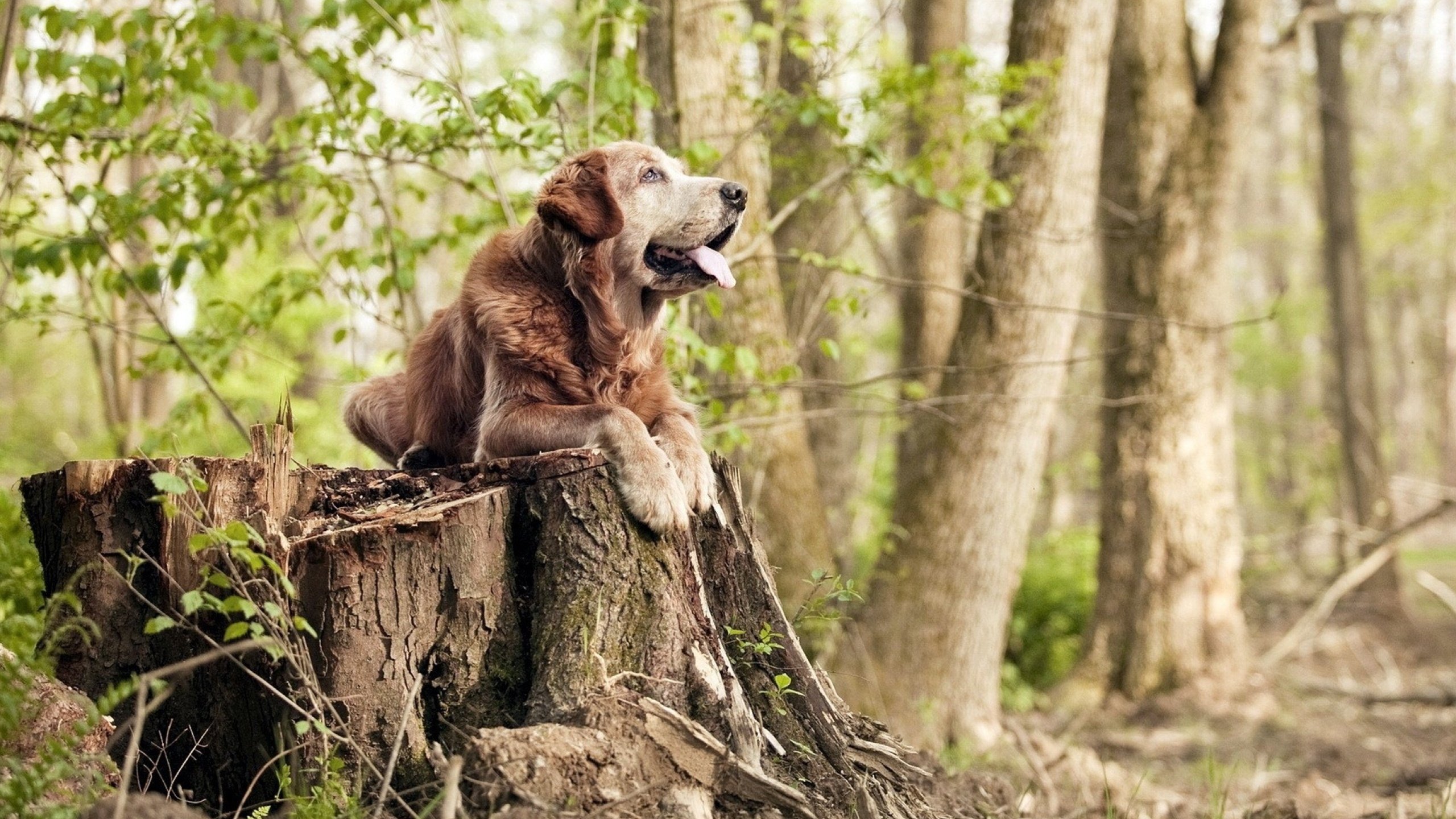 新秀杨失误毁掉老鹰希望,伦纳德关键时刻接管比赛