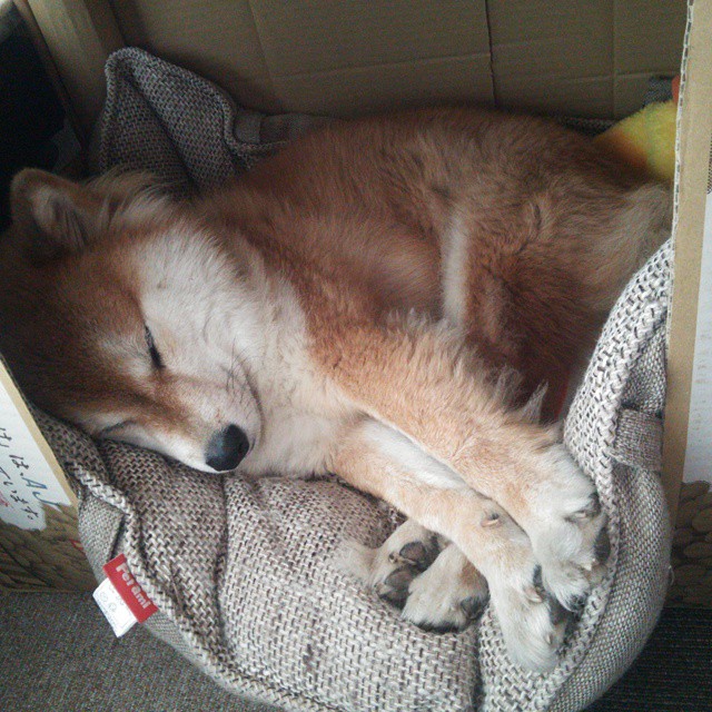 米切尔时刻,当爵士突围与欧冠接管成为同一种传奇