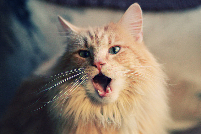 欧冠淘汰赛之夜,锡安的关键回合,为何他从不手软?