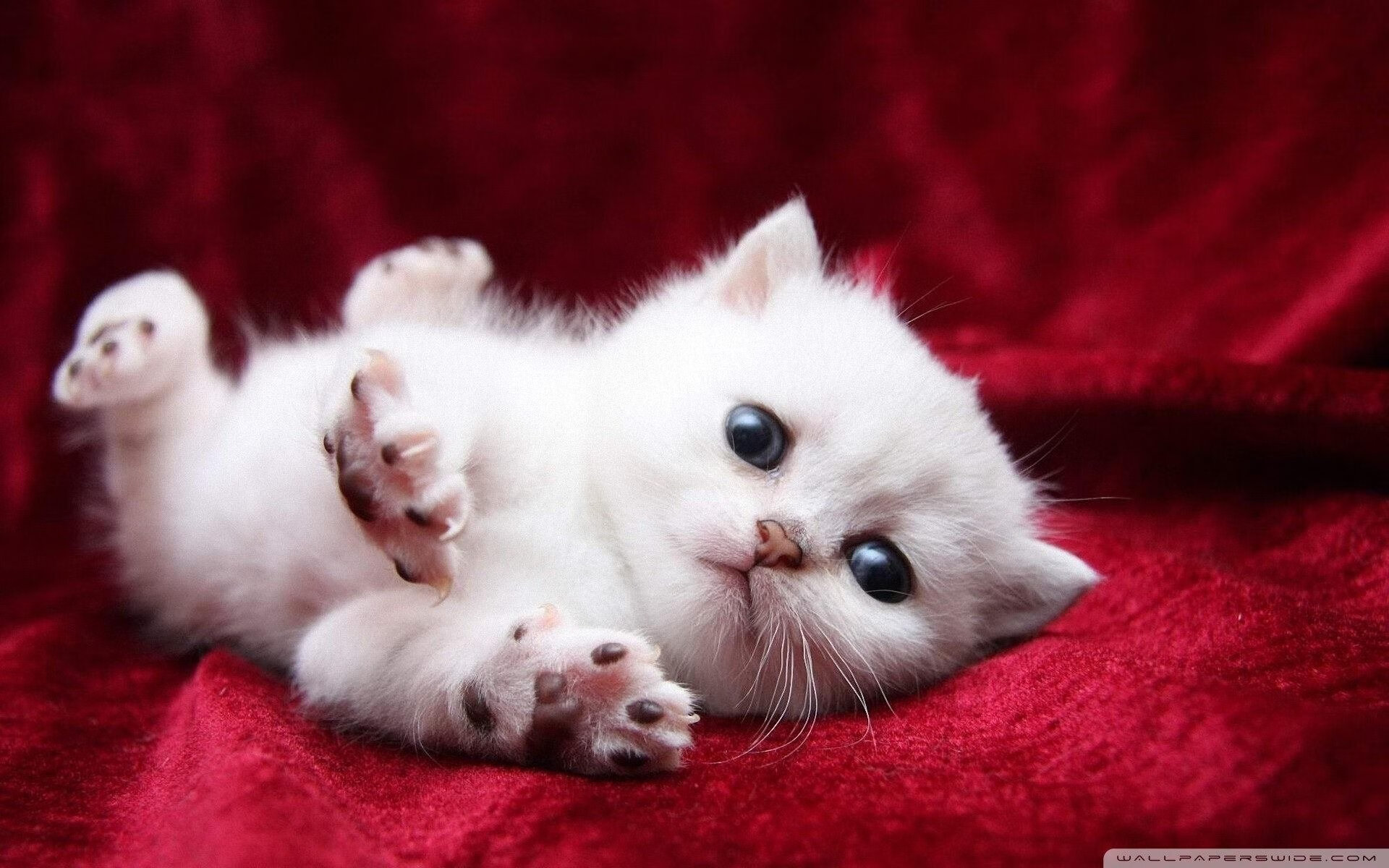 格纳布里的跨界审判，当足球巨星执掌NBA总决赛的最终权杖