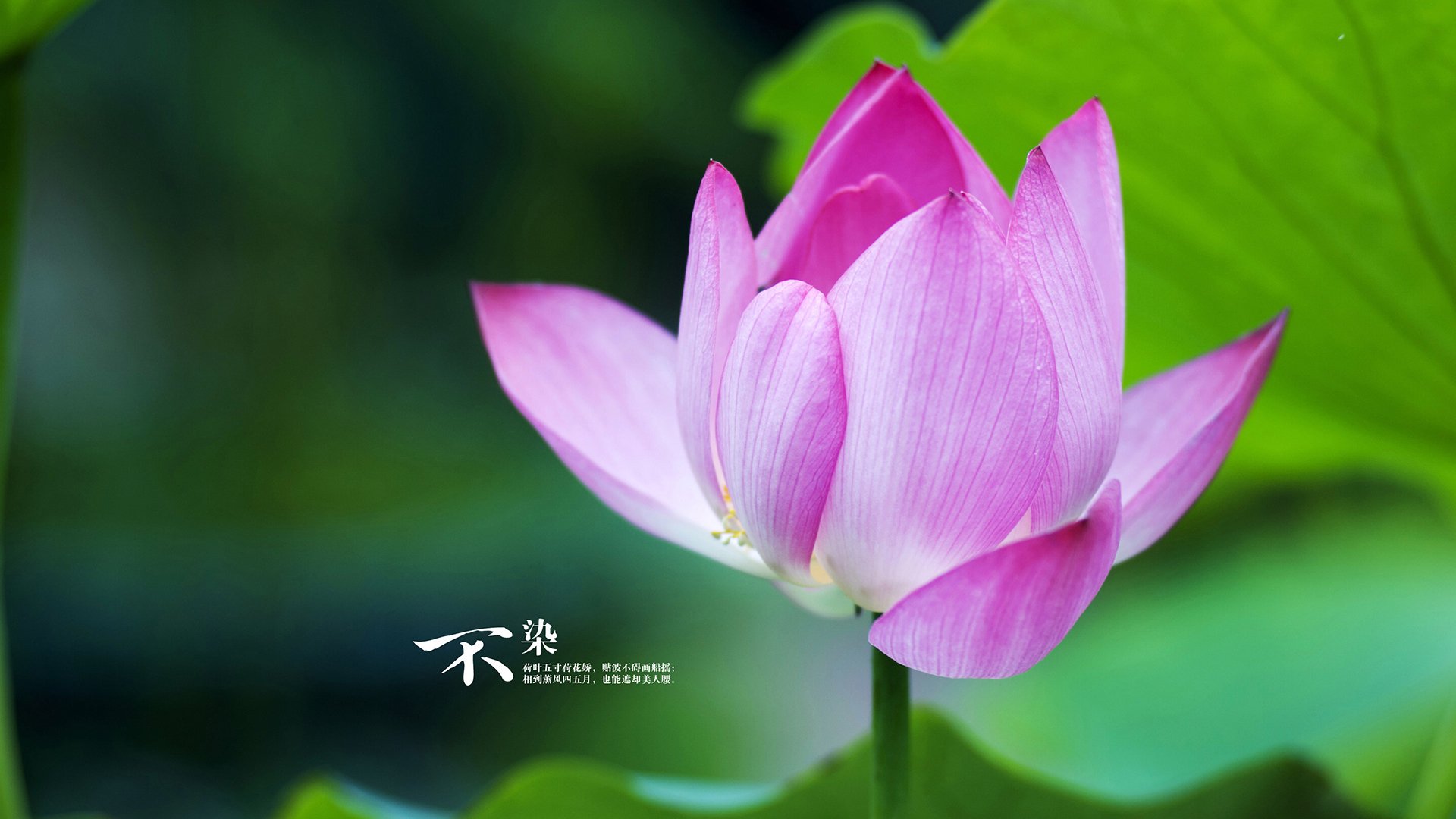 德甲争冠焦点战，厄瓜多尔新星收割卡塔尔资本野望