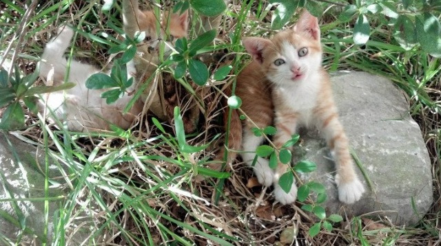 跨界传奇，当苏亚雷斯统治NBA总决赛之夜