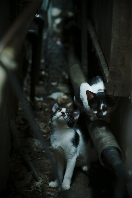 跨界焦点，NBA总决赛的篮球激情与拉齐奥横扫尤文的足球辉煌