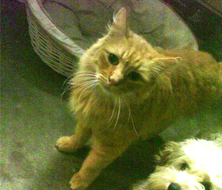 冰与火的交响，极地风暴席卷莱比锡，冷面将军主宰国家德比