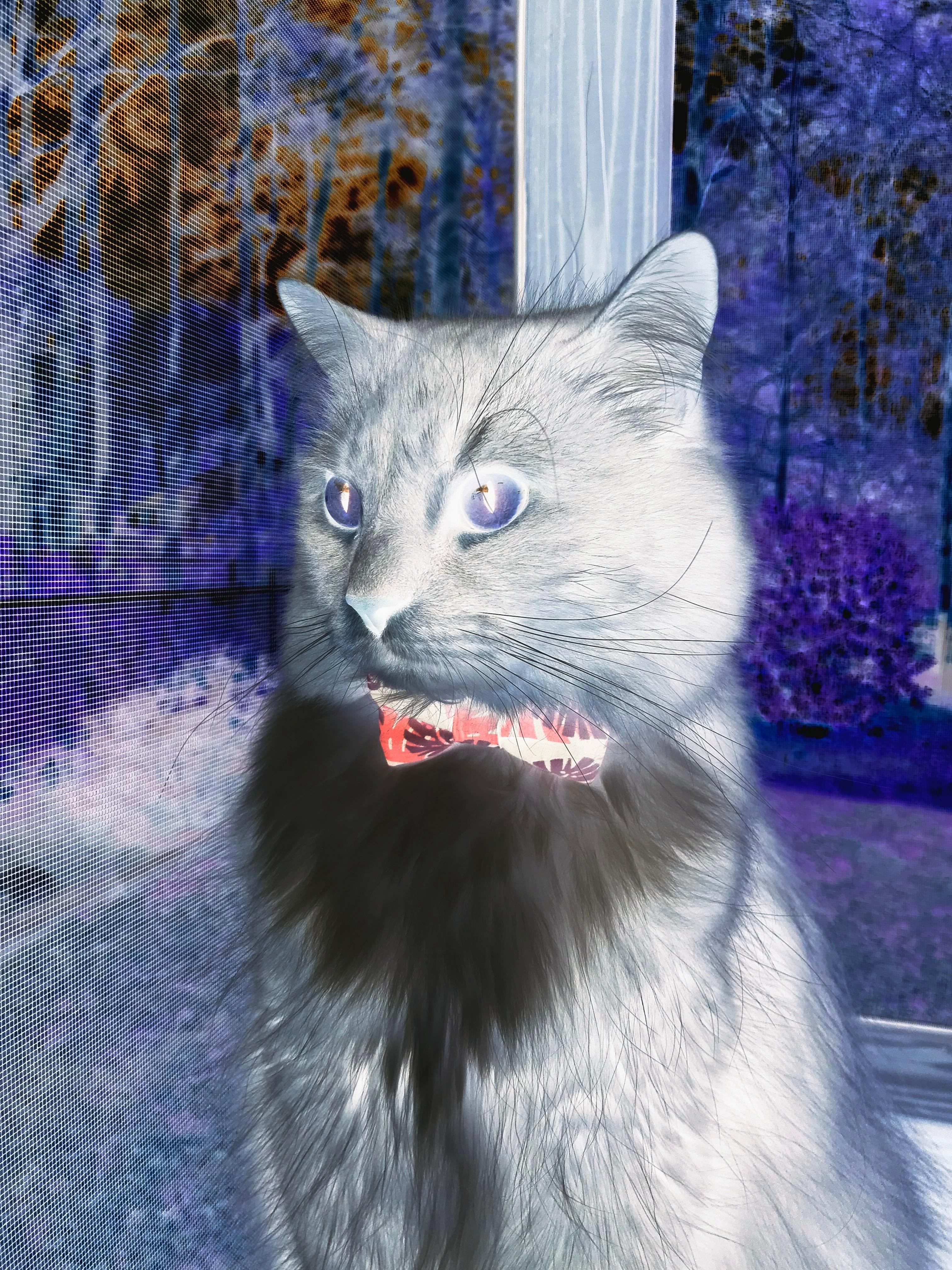 门将之神与绝杀之魂，足球的璀璨光华在孤注一掷的瞬间绽放