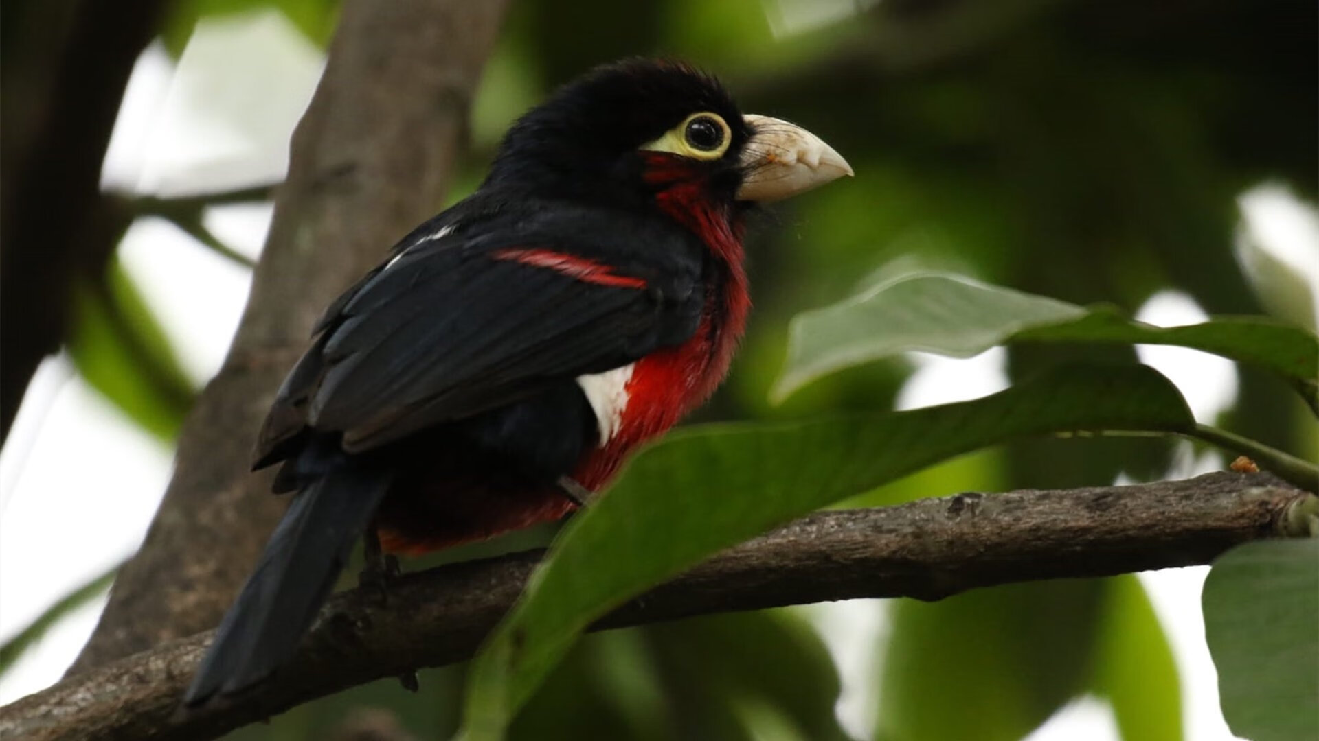 火种之争,当马里石斧遇上摩洛哥星盘,格列兹曼如何为欧洲点燃最后的神话引擎