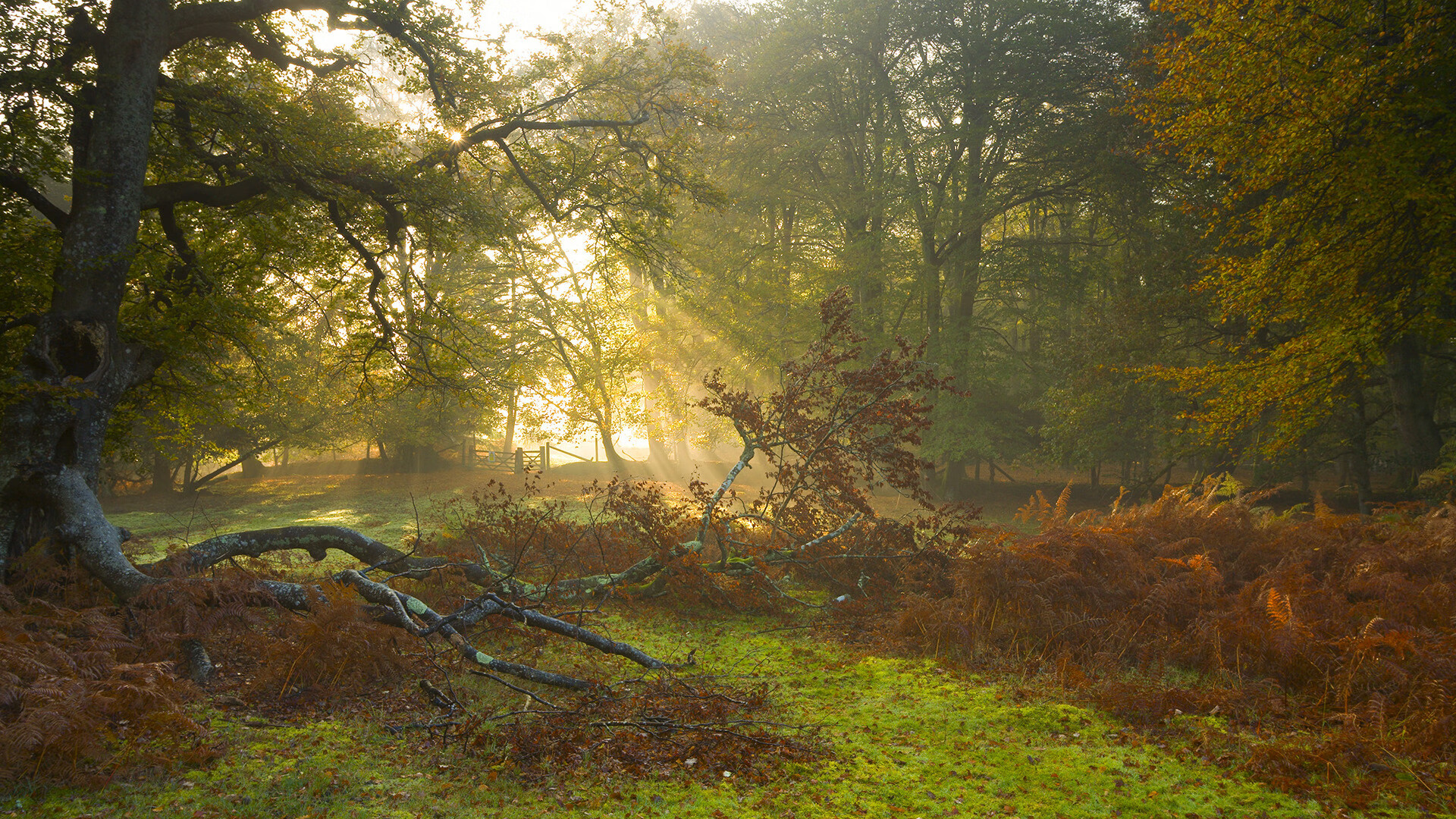 赛场隐形遥控器，布伦森如何以一己之力主宰火箭与广厦的每一秒走势