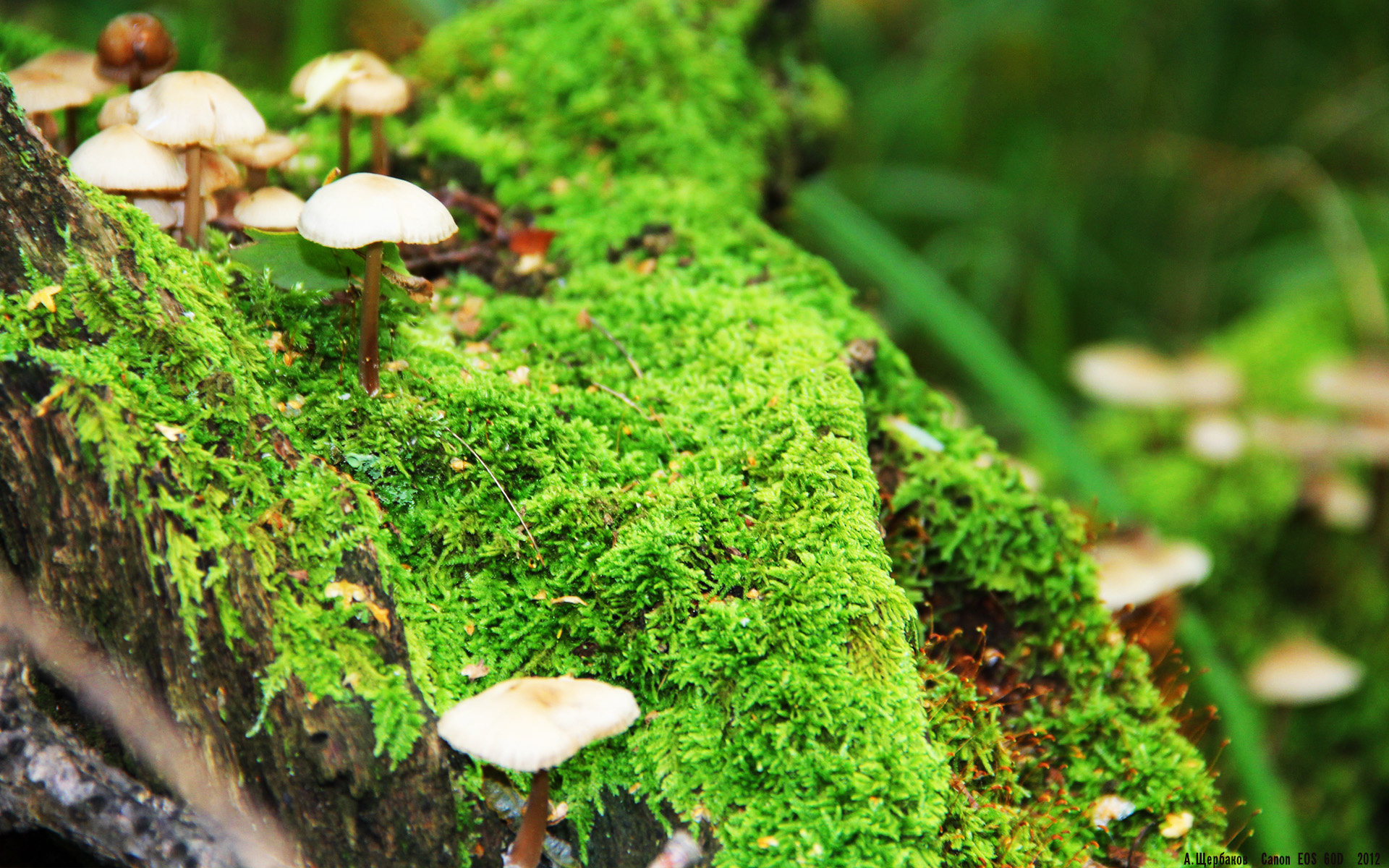 铁壁的哲学,从富安健洋的个体统治力到瑞士队的整体压制密码