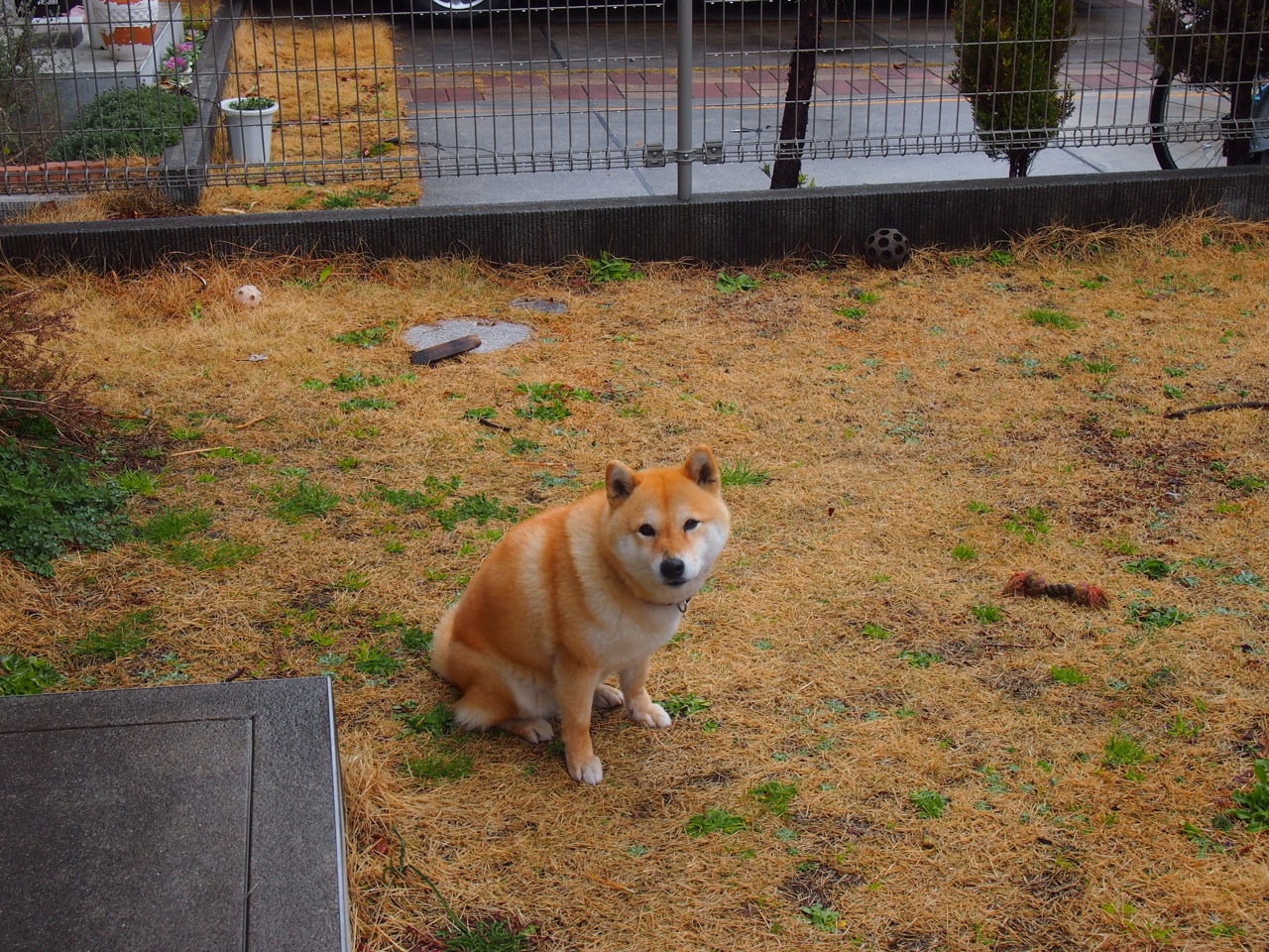 爆冷与稳赢,上海队战术奏效,活塞队悬念何存?