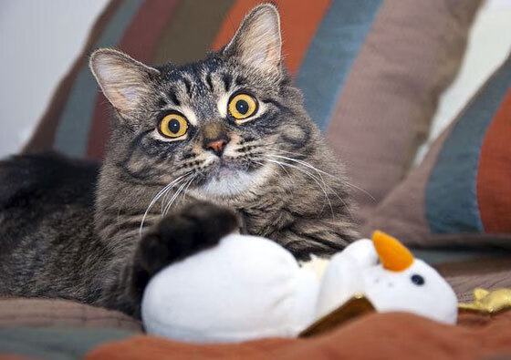 沪上弦音,休城惊雷—朱·霍勒迪的节奏赋格曲