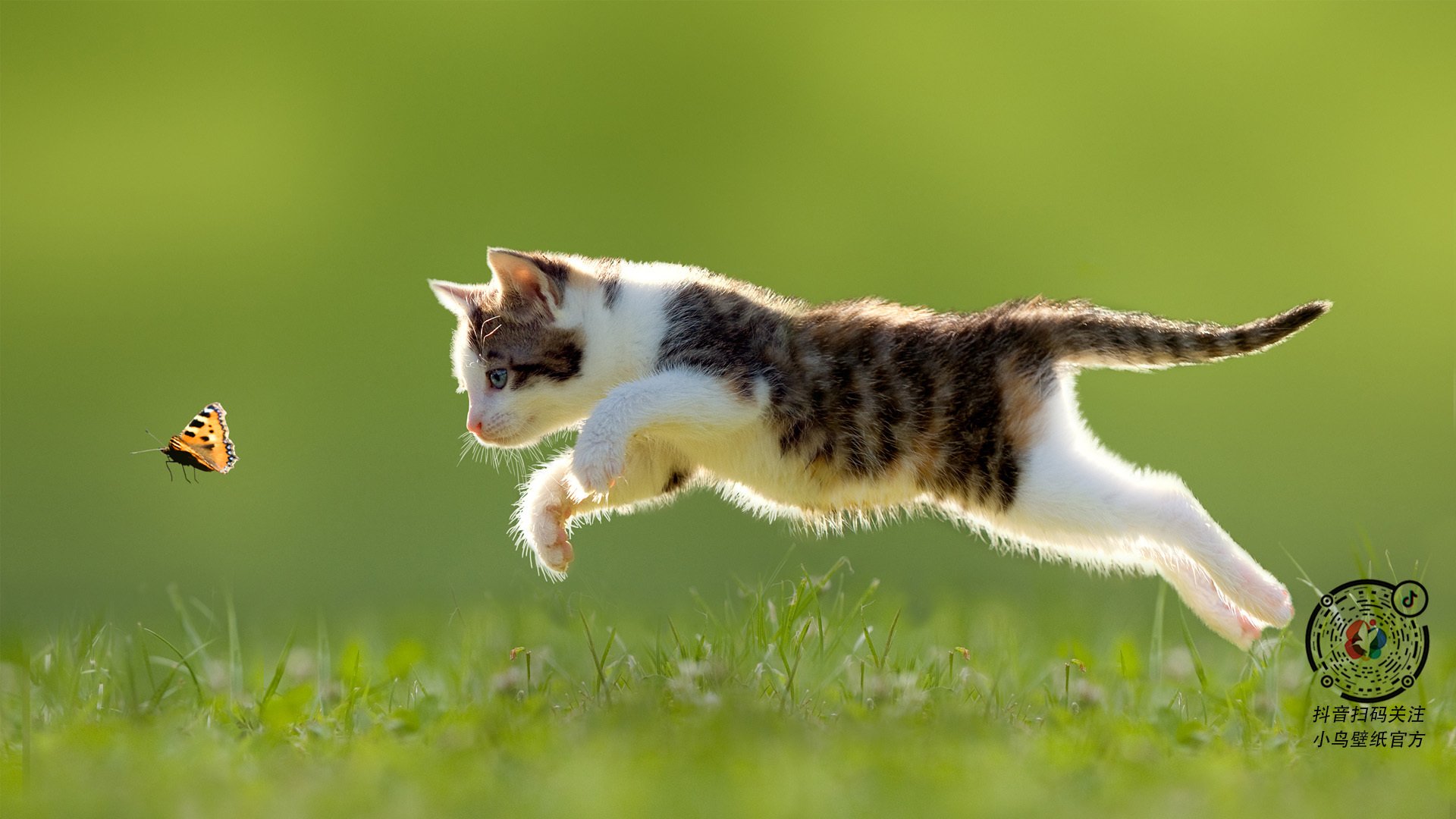 国王与棋盘，当规则终结奇才，凡人成为关键先生