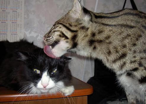 撕裂时空的篮球宇宙,当广东制霸快船,拉文接管世界杯