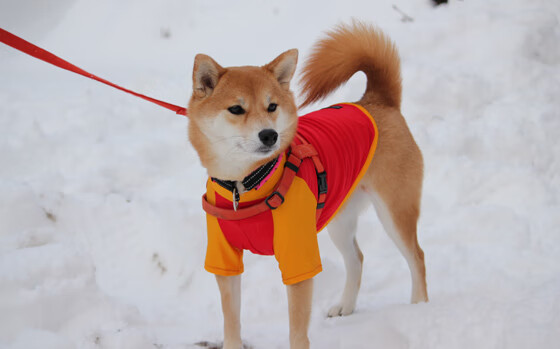 跨越联盟的辉映,勇士血脉如何在广东之役淬火成金